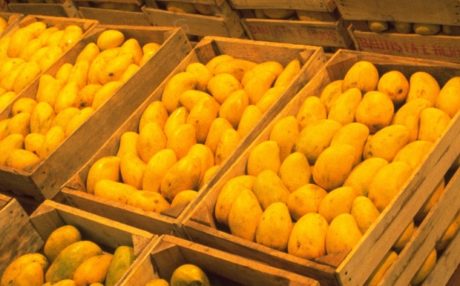 MANGO ATAULFO DEL SOCONUSCO DE CHIAPAS D.O.
