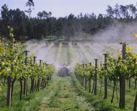 Los vinos de la Rías Baixas cierran 2012 con buenos resultados
