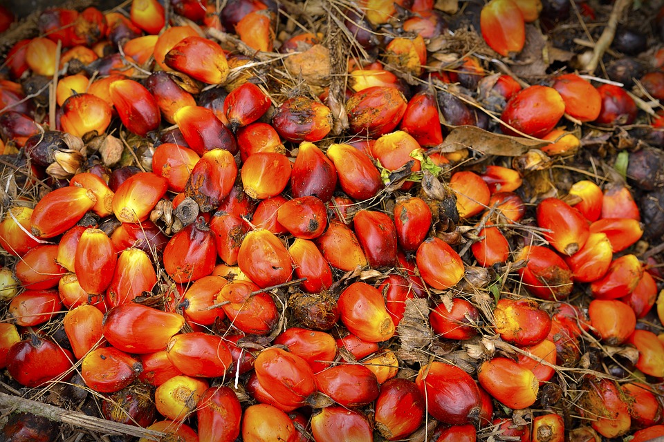 Las mejores marcas de aceite de semilla de palma