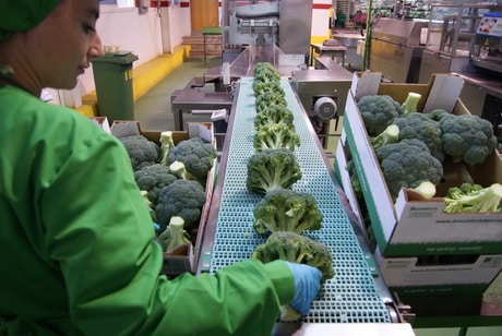 ‘+Brócoli crea una campaña de marketing para potenciar el consumo de brécol