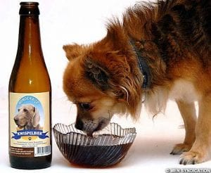 Cerveza para perros