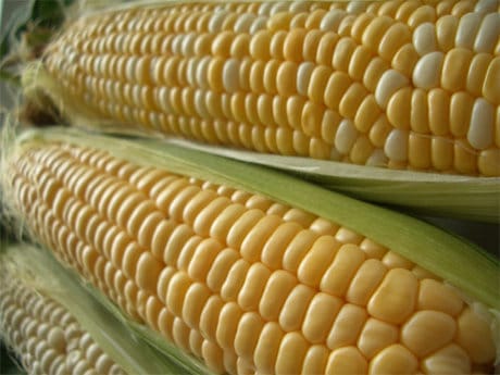 Polonia prohíbe el cultivo de maíz y patata transgénica dentro de sus fronteras