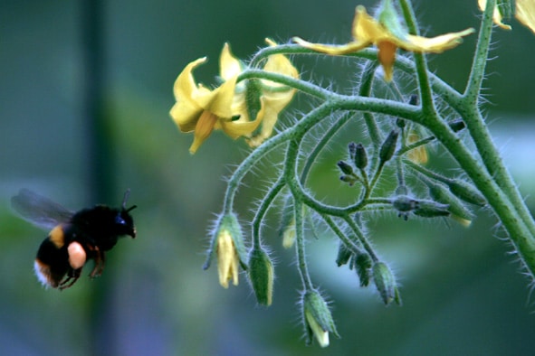 Insectos ayudan a un cultivo más sostenible