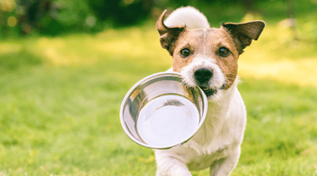 TOP 10 MEJORES MARCAS DE PIENSO PARA PERROS 2021