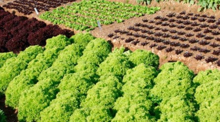 Sembrar cerca del invierno. Rutinas a tener en cuenta para conseguir cosechas saludables en primavera