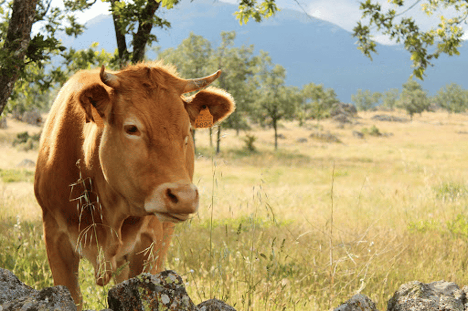 El papel del pastoreo del ganado vacuno en montes y dehesas protegen miles de hectáreas de los incendios del verano