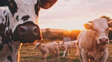 Dieta con menor carne: La Unión Europea se mantiene en contra.