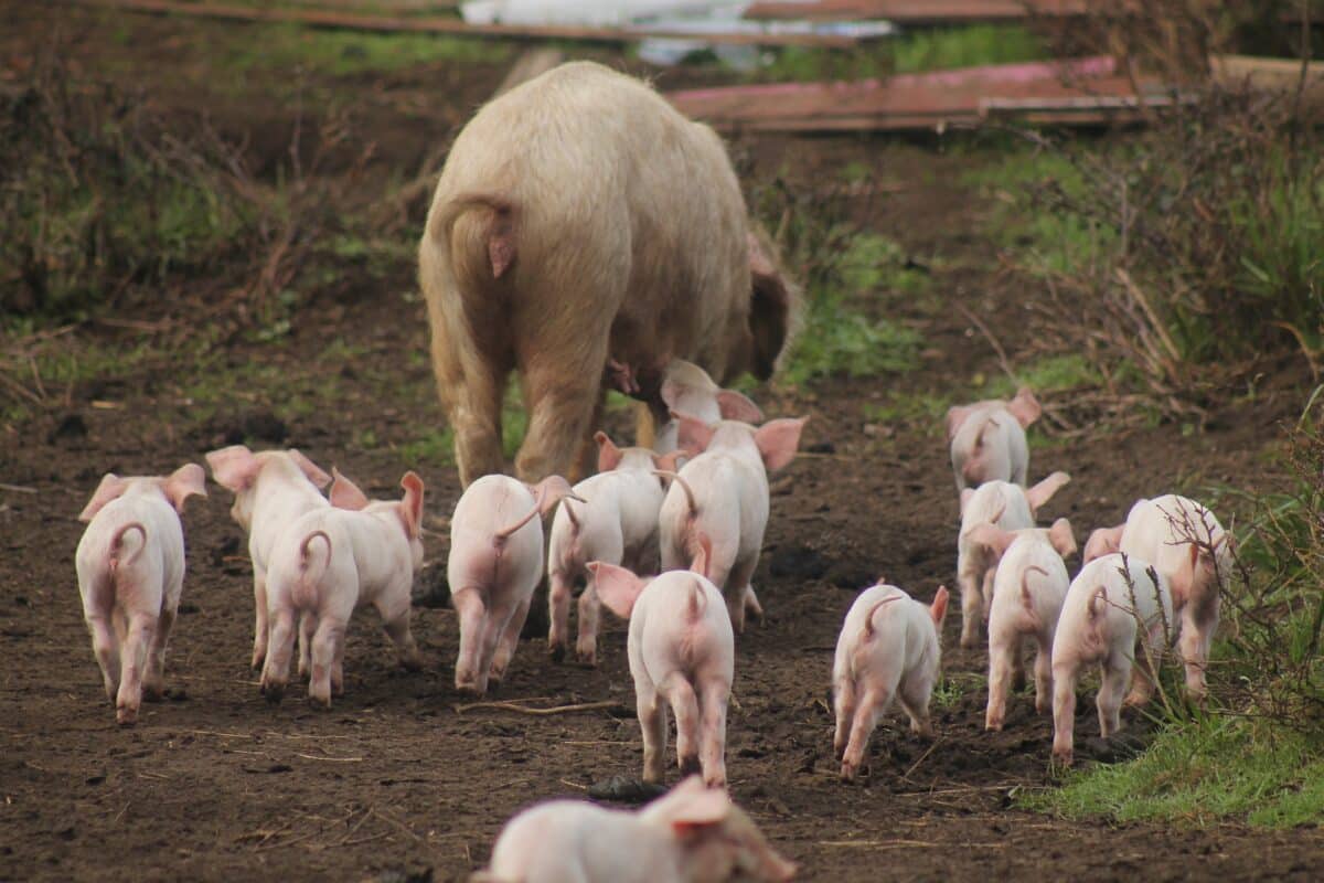 Peste porcina africana: Perú restringe la entrada de alimentos de origen porcino de cualquier lugar del mundo