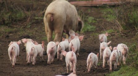 Peste porcina africana: Perú restringe la entrada de alimentos de origen porcino de cualquier lugar del mundo
