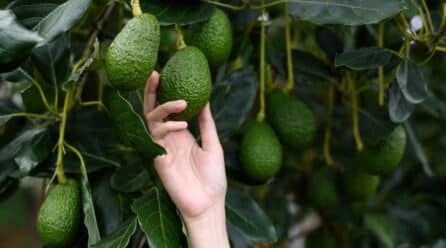 USDA: La producción de aguacates mexicanos caerá en 2021-22
