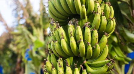 Productores de banano de México preocupados ante el aumento del costo de los productos orgánicos
