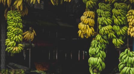 Más de 70 hectáreas de banano son afectadas por TR4 en Perú