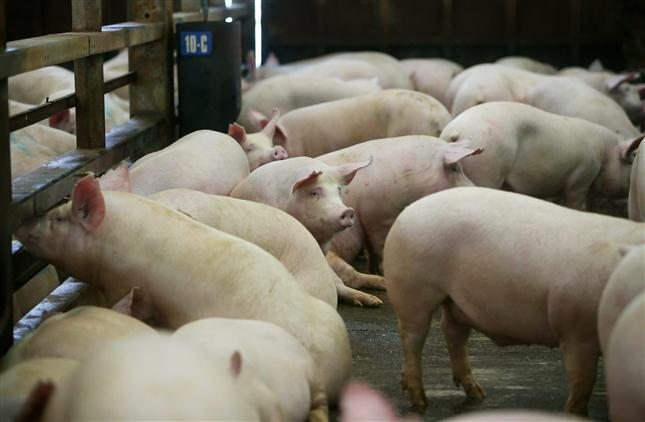 Producción porcina europea: precios bajos y altos costos amenazan al sector