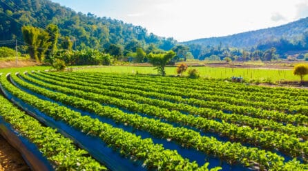 Exportaciones de frutas chilenas terminan con leve alza de 1,2%