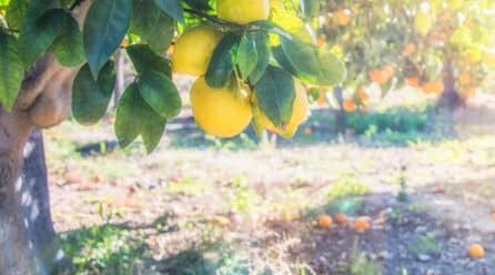 La exportación de 72.981 toneladas de limones de Argentina a Estados Unidos en 2021 incita nuevos mercados