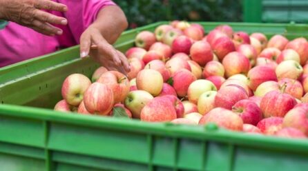 Incremento de un 8.4% en la producción de manzanas de México entre 2012-2020