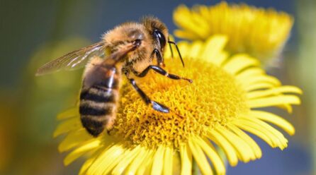Seguridad alimentaria: una fórmula colombiana protege insectos polinizadores del efecto de los pesticidas