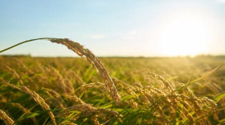 El BCRP de Perú pronostica que el sector agropecuario crecerá 2.7% en 2022