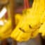 Sector bananero busca nuevo acuerdo comercial
