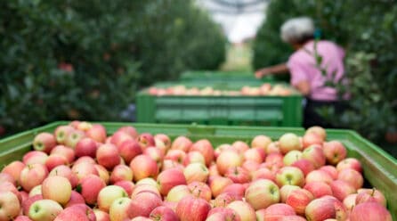VERFRUT, supera su récord de exportación