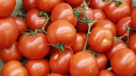 Tomate canario: soluciones estratégicas para un sector con mucho futuro