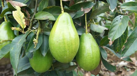Los aguacates Lorena se convierten en la competencia directa de Hass en Colombia