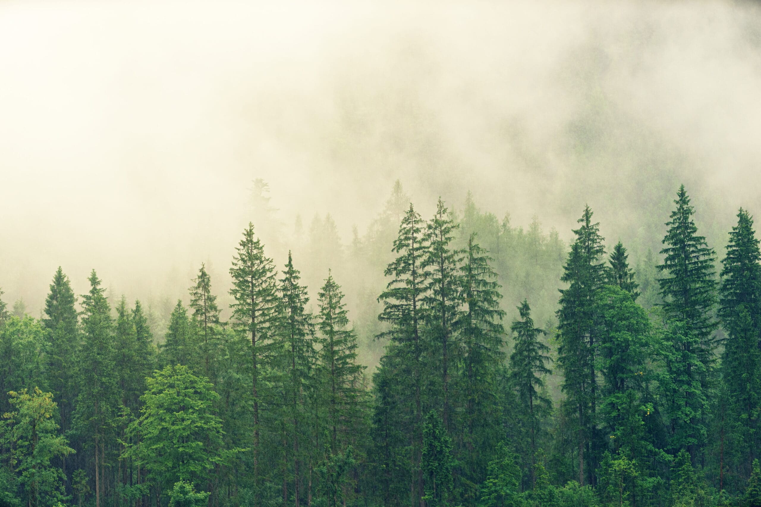 Nestlé planta 4000 árboles para recuperar bosques quemados
