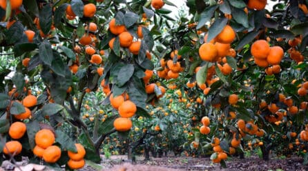 Los cítricos peruanos ingresarán al mercado neozelandés