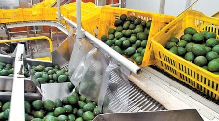 México en conversaciones con EE. UU. para aumentar las exportaciones de aguacate