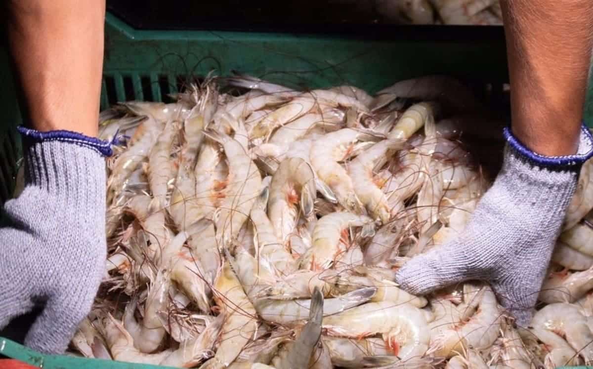 México renueva su certificación de exportación de camarón a USA