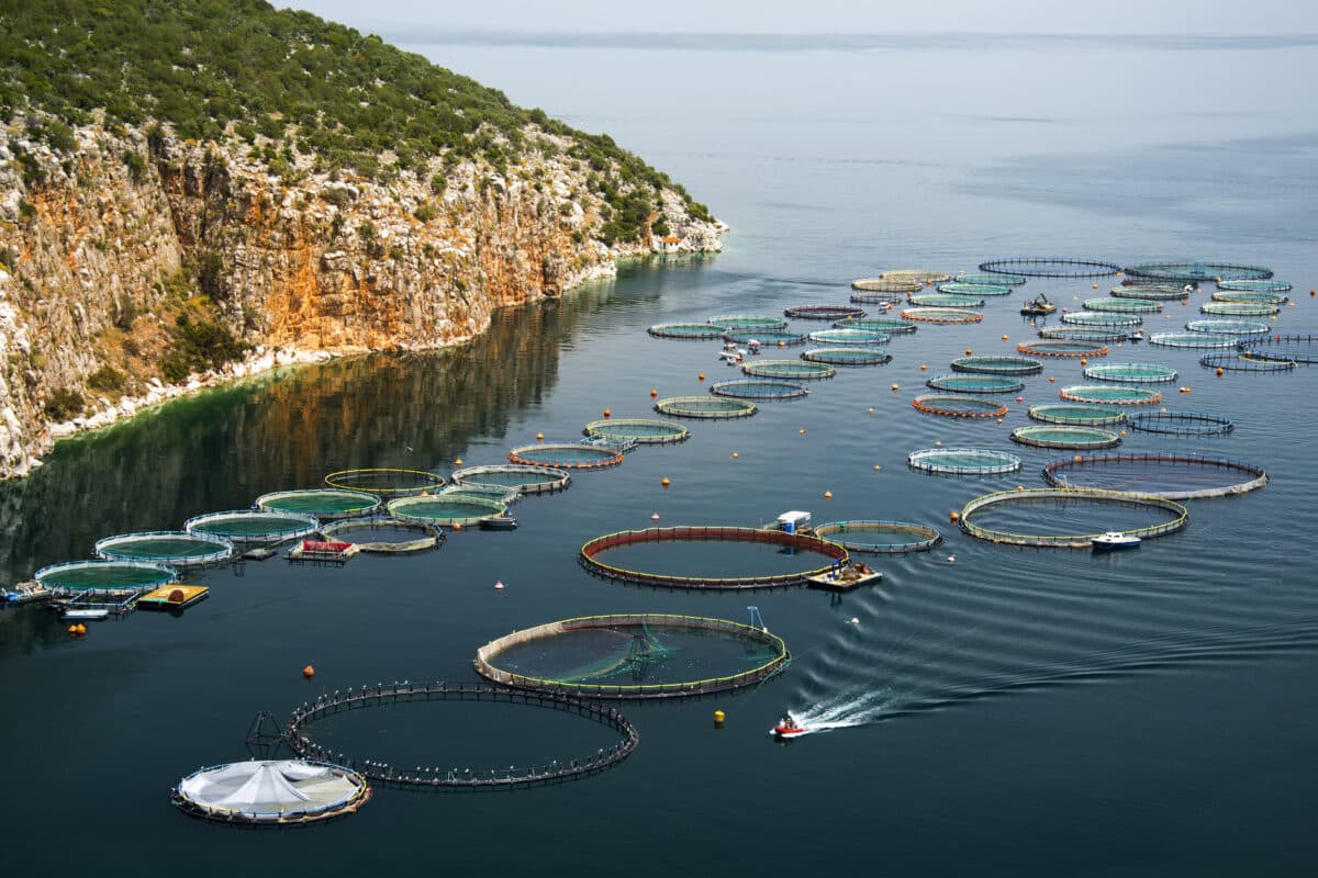 Pescado de acuicultura: piden cambios a los supermercados