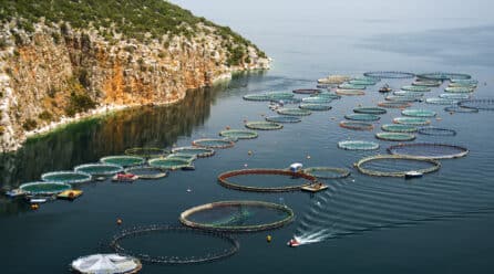 Pescado de acuicultura: piden cambios a los supermercados