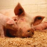 uso de antibióticos en el sector porcino