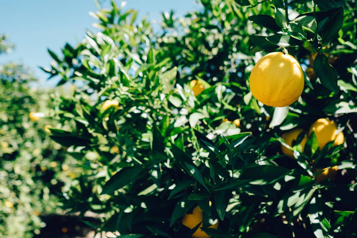 Detección récord de mancha negra en limones provenientes de Sudáfrica