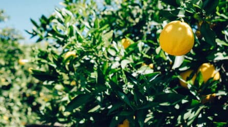 Detección récord de mancha negra en limones provenientes de Sudáfrica