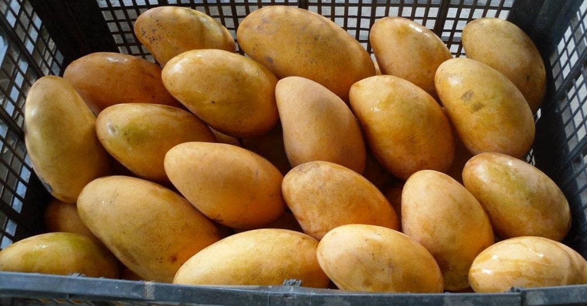 La historia del mango Ataulfo