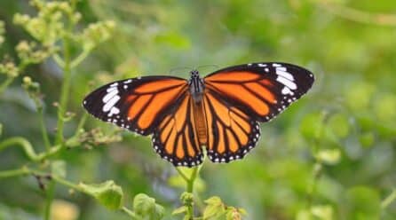 Nace Reign, una cerveza negra para salvar las mariposas monarca