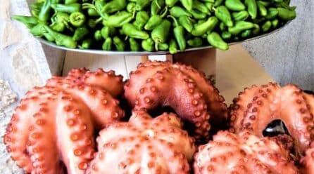 Pulpos de acuicultura: los primeros del mundo, cultivados en Galicia
