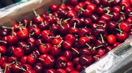 Chile: Comienza la temporada de cerezas 2021/2022 en O’Higgins