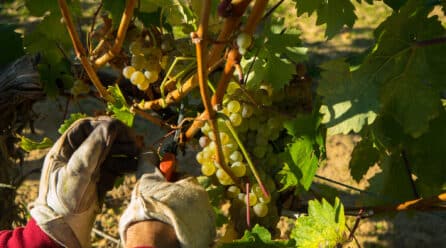 El Consejo Regulador de la DO Ribera del Duero renueva vocales