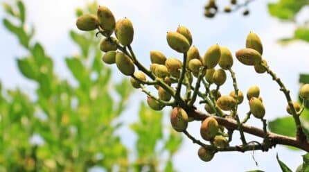 España quiere ser la tercera productora mundial con su pistacho ecológico