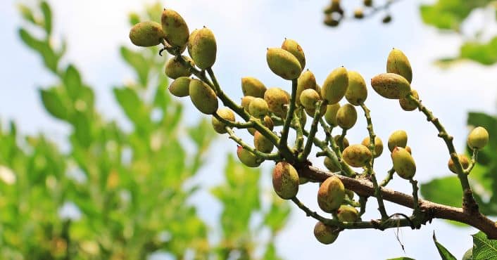 España quiere ser la tercera productora mundial con su pistacho ecológico