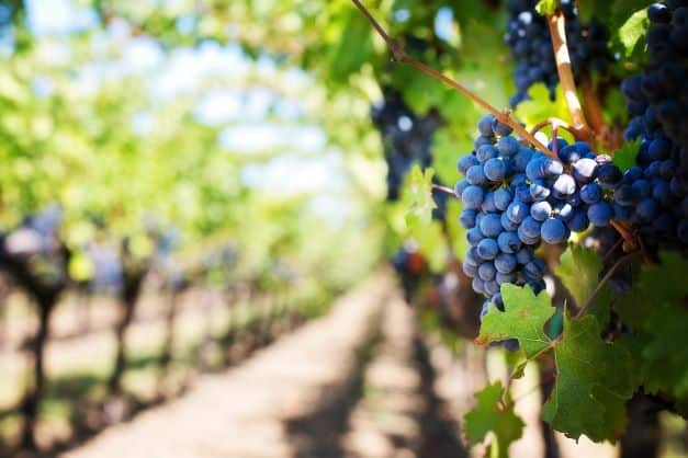 Sector vitivinícola y la digitalización: retos y oportunidades