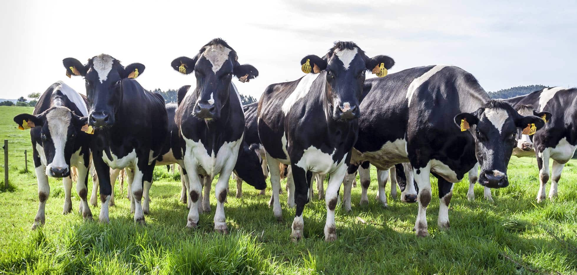 Casos de la enfermedad “de las vacas locas” en Brasil