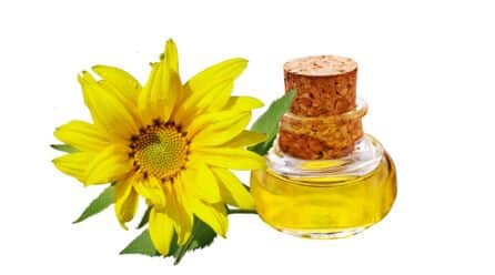 Dónde conseguir el mejor aceite de España