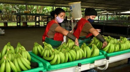 Números prometedores en la exportación de bananos ecuatorianos