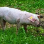 datos veraces sobre producción porcina
