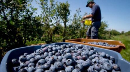 Fases de prueba para bioestimulantes para arándanos