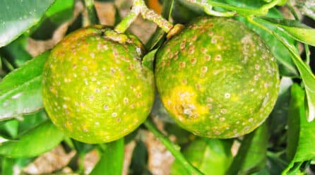 La peor enfermedad que podría afectar a los cítricos de Cuba