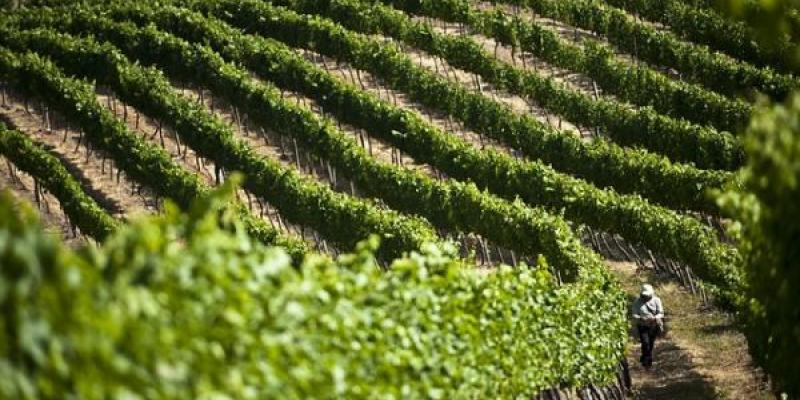 Brasil, a por el mercado Colombiano de vinos